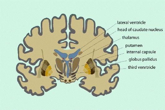 Figure 3.10 Coronal section through the brain showing the thalamus and hypothalamus 3.2.4 Functional Organisation of the Brain The functional organisation of much of the brain is poorly understood.