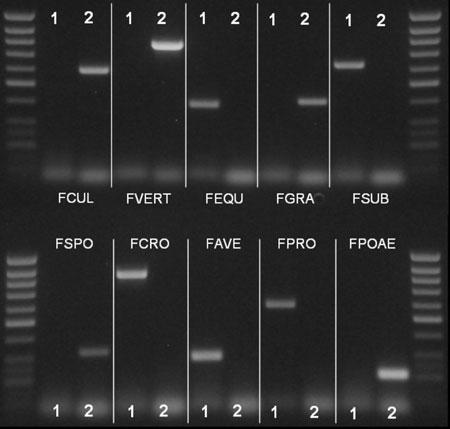 Eur J Plant Pathol (2010) 128:101 111 105 Fig. 2 Multiplex PCR for the simultaneous detection of ten Fusarium species: 1 = reaction mixture 1; 2 = reaction mixture 2; FAVE, F. avenaceum; FCUL, F.