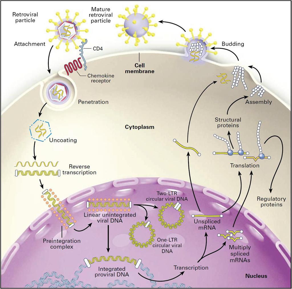 Pasternak et al. Retrovirology 2013, 10:41 Page 2 of 15 Figure 1 The essential steps in the life cycle of HIV-1.