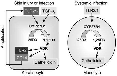 Innate Immunity TLR + Macrophage or Keratinocyte TWO EXAMPLES OF INNATE IMMUNITY REGULATED BY VITAMIN D Schauber, J. et al. J. Clin. Invest.