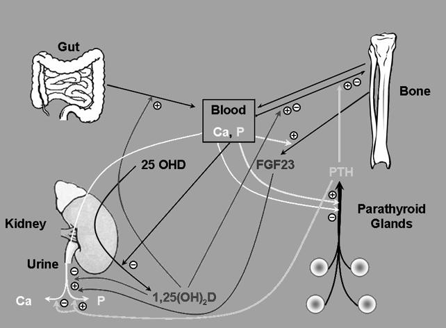 Classical Actions: Bone Mineral Homeostasis Gut Hormonal Feedback Loops Bone 25 OHD FGF23 PTH Kidney Parathyroid Glands 1,25(OH) 2 D Classical Actions: Bone Mineral Homeostasis Mineral Feedback Loops