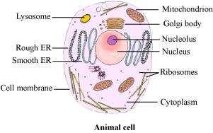 Question 1: Make a comparison and write down ways in which plant cells are different from animal cells.