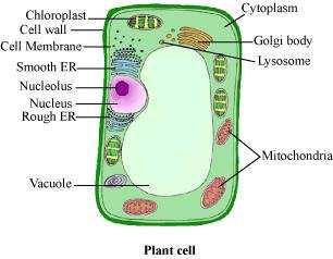 Cell wall is absent. Except the protozoan Euglena, no animal cell possesses plastids. Vacuoles are smaller in size.