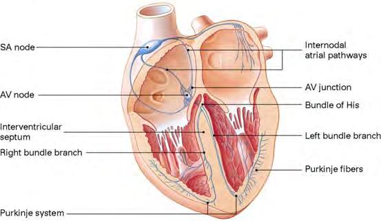 Cardiac Physiology Cardiac Conductive System Components: Node Internodal Atrial Pathways Atrioventricular Node Atrioventricular Bundle of Left and Right Bundle Branches Fibers Cardiac Physiology 17