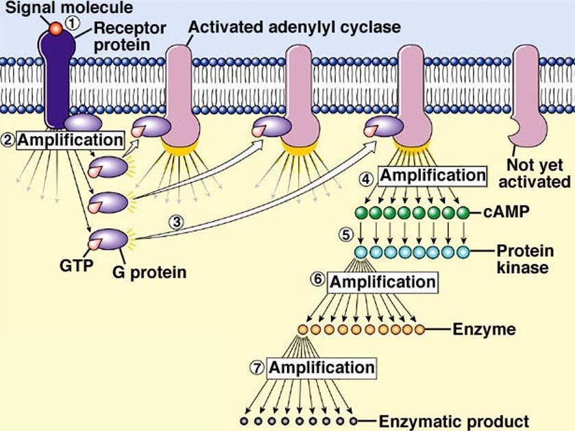 Cell Communication - 15 Amplification of the Response Amplification of response is common in both G-protein and Protein Kinase receptor signal transduction pathways.