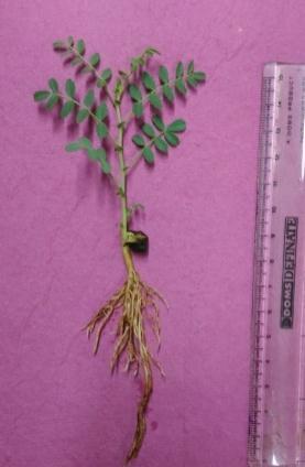 2: Influence of BS-K18 on root growth of chickpea verities under Foc infected soil at 7 DAT SoDo: Without B.