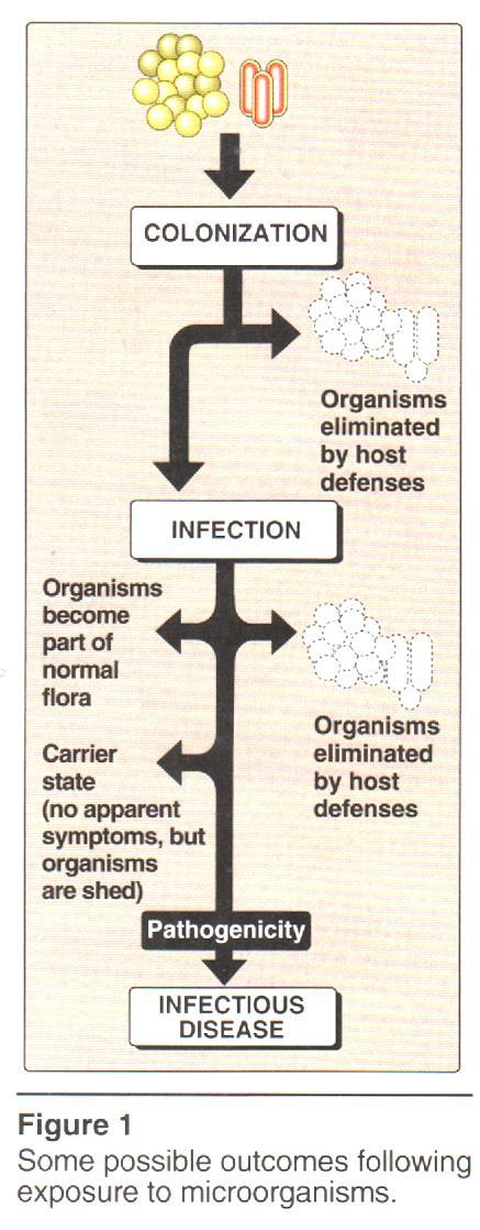 PATHOGENICITY OF MICROORGANISMS Some microorganisms are : 1- Harmless microorganism, as normal flora 2- Harmfull microorganism, as pathogenic.