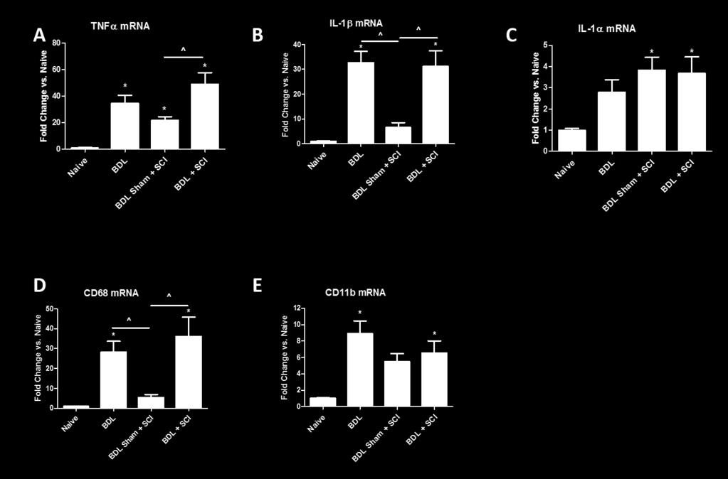 13 Figure 2: BDL and SCI induces chronic increases in liver pro-inflammatory gene expression.