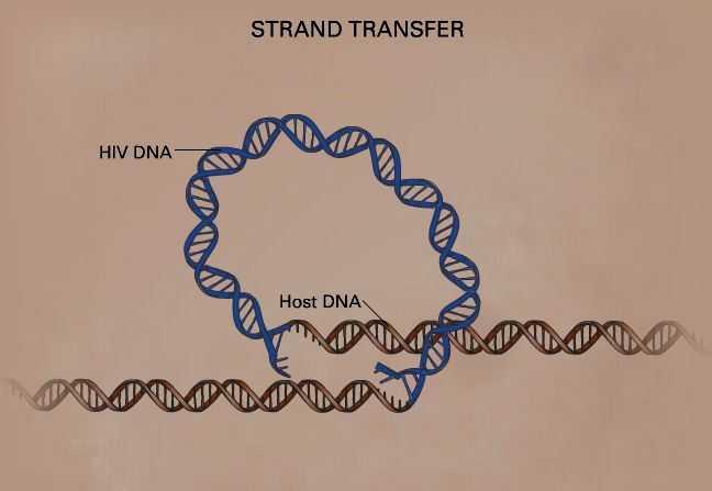 STRAND TRANSFER HIV DNA Host DNA Host DNA From: