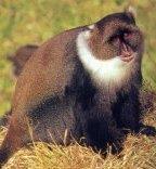 monkey SIVsyk