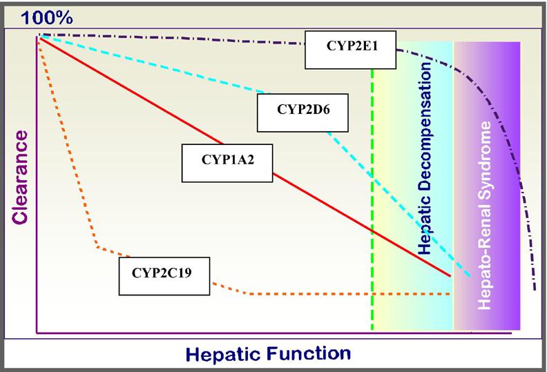 CYP Enzyme Expression and Function with Progressive Hepatic