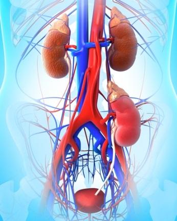 Page 5 Dialysis Healthy kidneys clean the blood by removing waste products (filtering), maintain a stable balance of fluid, salts and minerals in the blood and control blood pressure.