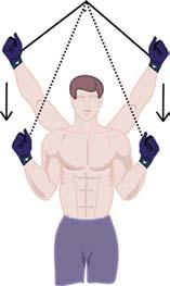Fly s *Decline Fly s Back / Bent Over Row Attach: Front or back of wrist. Action: Begin Palm-Up, Palm-Down or Thumb-Up, leaning over slightly with knees bent and the arm straight out in front.