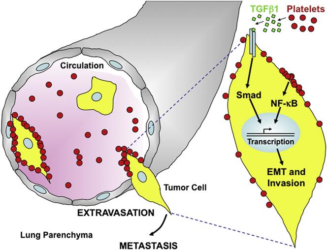 Cancer Cell Platelet-to-Tumor Cell Signals Promote Metastasis Generation of Cell Lines Stably Expressing ZsGreen, IkBSR, and Luciferase-Based Reporters Retroviral vectors coding for ZsGreen or IkBa