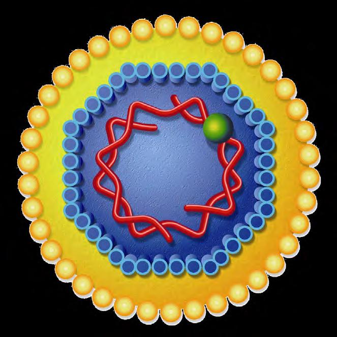 HEPATITIS B: THE VIRUS Diagram from: http://www.cdc.gov/hepatitis/resources/professionals/training/serology/training.htm 3.