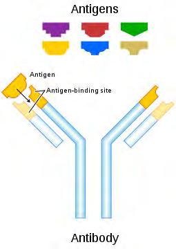 IMMUNOASSAYS Stedman s definition: Detection and assay of substances by serologic (immunologic) methods These techniques use the interaction of Antigens (Ag) and Antibodies (Ab) to detect and/or