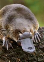 Page 7 Monotremes Platypus and Echidna Monotremes are mammals that are oviparous or egg-laying and produce milk from mammary glands.