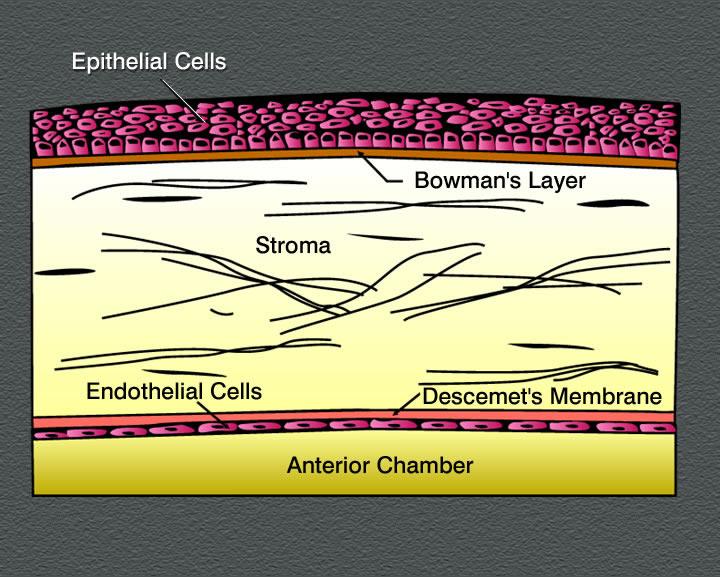 Figure 1. Schematic of the cornea The diagram illustrates the basic layers of the cornea.