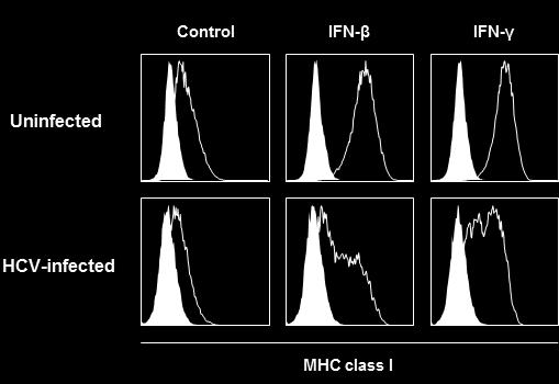 HCV infection attenuates IFN-induced MHC class I