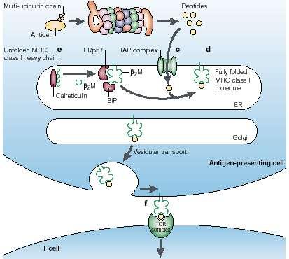 Antigen-Processing & Presentation for CD8 T