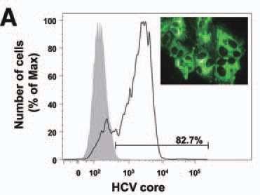 HCV Infection Sensitizes Cells to TNF- -Induced Cell