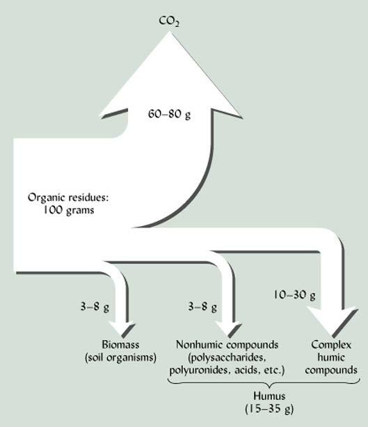Decomposition of organic residues Note: low CUE (Carbon Use Efficiency)