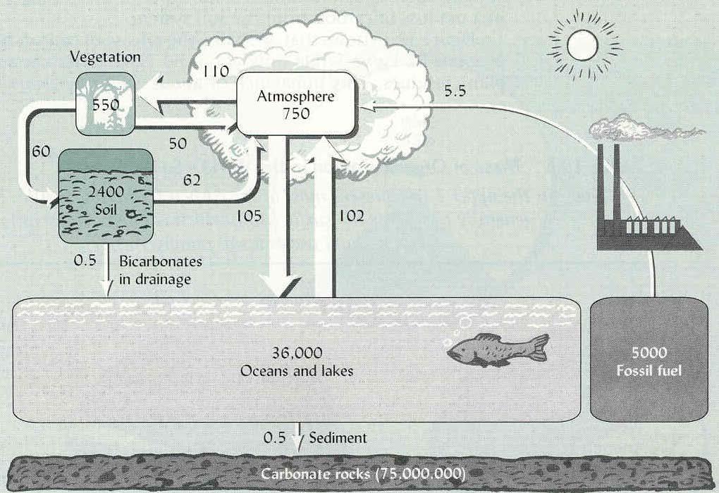 Earth Pools (and Cycling) of Organic Carbon The Global Carbon Cycle Critical Zone in the Environmental Interface Global SOC pool Vegetation pool x 4 760 40,000 Global SOC pool Atmospheric pool x 3 7.