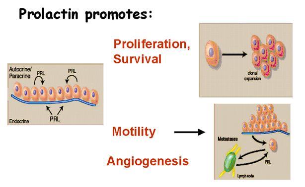 Pro- and anti-angiogenetic effects of the pregnancy and nursing hormone prolactin 16-kDa