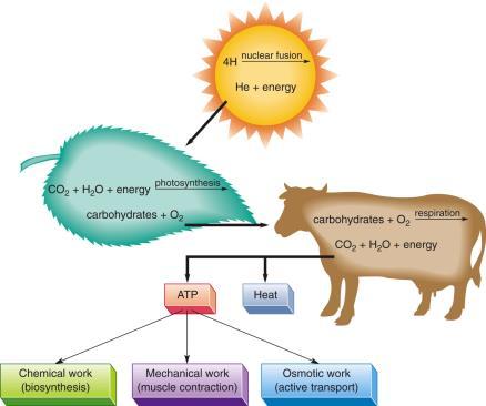 Chapter 12 utrition and Energy for Life Metabolism and an verview of Energy Production 31 The Sun and Photosynthesis The sun is the ultimate source of energy for all biological processes.