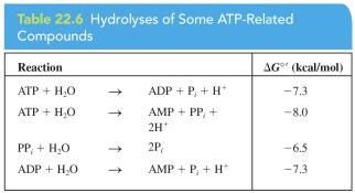 During the hydrolysis of ATP in water, a phosphoryl group is transferred from ATP to a water molecule: The ydrolysis of ATP The transfer of a phosphoryl group from ATP to water is accompanied by a