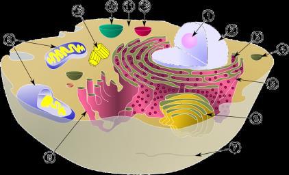 Schematic of typical animal cell: (1) ucleolus (2) uclear membrane (3) Ribosomes (4) Vesicle (5) Rough endoplasmic reticulum (ER) (6) Golgi body (7) Cytoskeleton (8) Smooth ER (9)