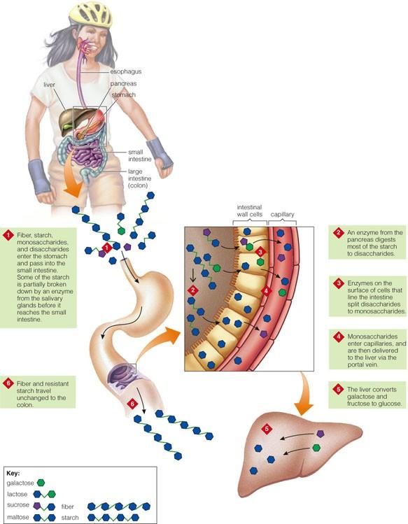 Digestion and