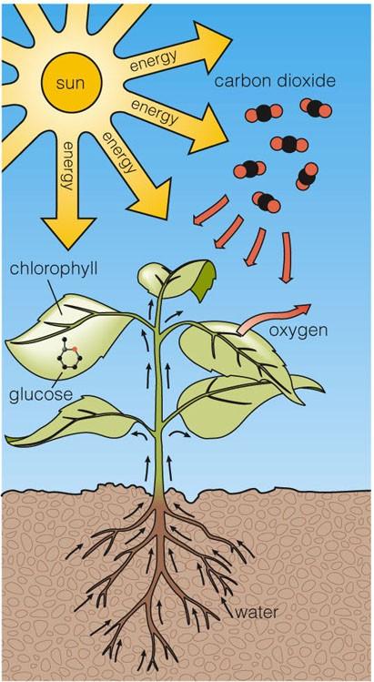 Where do carbohydrates come from? Photosynthesis: process by which green plants make carbs. You need: 1. chlorophyll(green pigment) 2. sunlight Process 1.