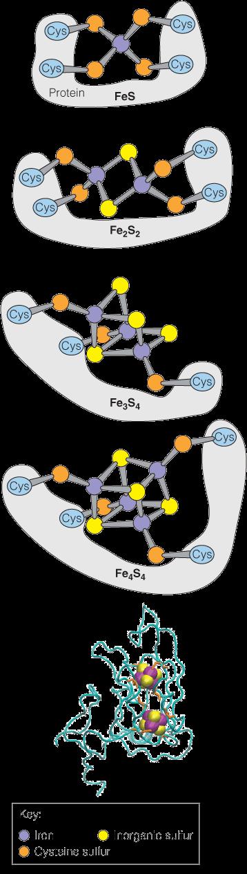 Electron Transport Structures of iron sulfur clusters: The top panel illustrates the