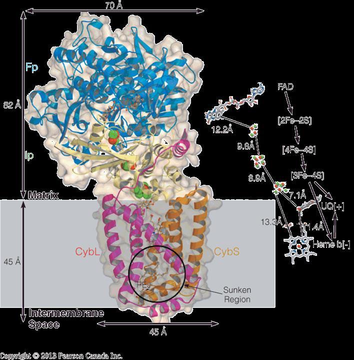 Electron Transport Structure of complex II (succinate dehydrogenase): The enzyme is composed of two