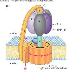 ATP Synthase ATP synthase, also called Complex V, has two distinct