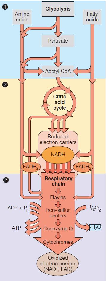 The mitochondrial matrix, The mitochondrial matrix enclosed by the inner membrane, contains the pyruvate dehydrogenase complex the enzymes of the citric acid cycle, the fattyacid -oxidation pathway,
