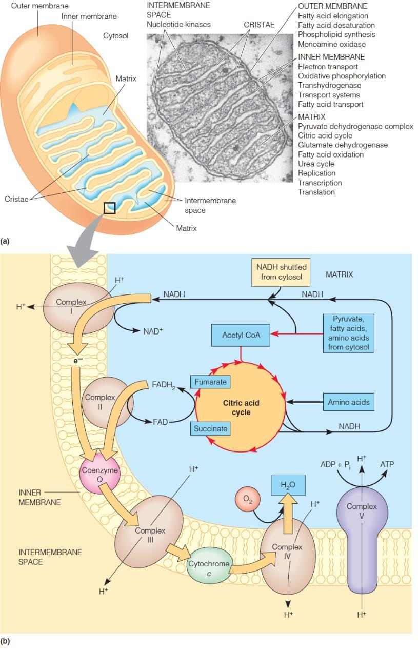 The Mitochondrion: Scene of the Action Localization of respiratory processes in the mitochondrion: a) A mitochondrion from a pancreatic cell.