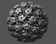 Human Papillomavirus (HPV) Nonenveloped double-stranded DNA virus >100 HPV types identified 60 types cause cutaneous lesions 30 40 infect anogenital mucosa 15 20 oncogenic (high risk) types include