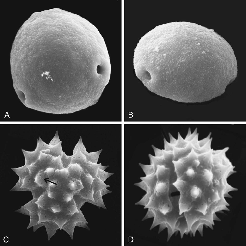 530 JOURNAL OF THE TORREY BOTANICAL SOCIETY [VOL. 134 FIG. 2. SEM photomicrographs of the selected species of this study: (A B) Celtis tala.