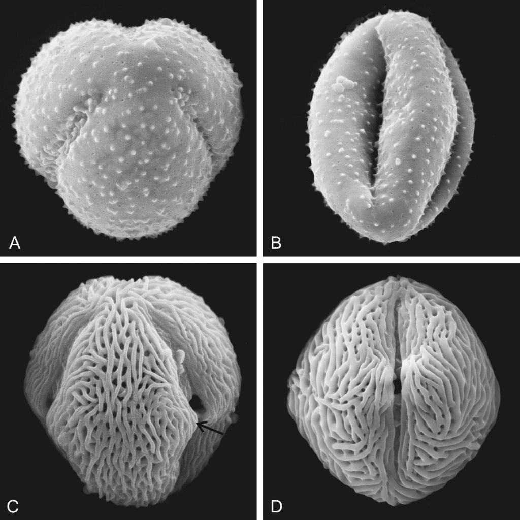 2007] PALAZZESI ET AL.: POLLEN OF SOUTH AMERICAN SPECIES 531 FIG. 3. SEM photomicrographs of the selected species of this study: (A B) Schinopsis balansae.