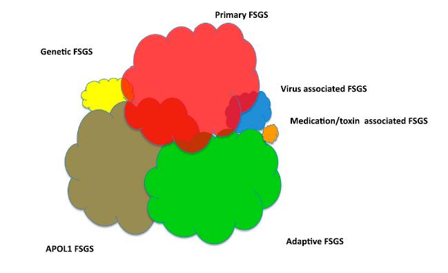 The six forms of FSGS: prevalence among US adults* *Rosenberg and Kopp.