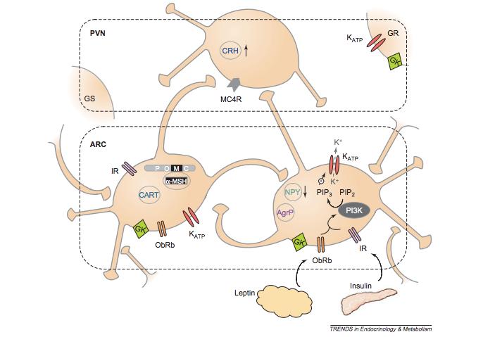 Mechanism of insulin action in the hypothalamus: Insulin binds to its receptor. PI3K activates and phosphorylates PIP2 to PIP3, which opens Katp channels.