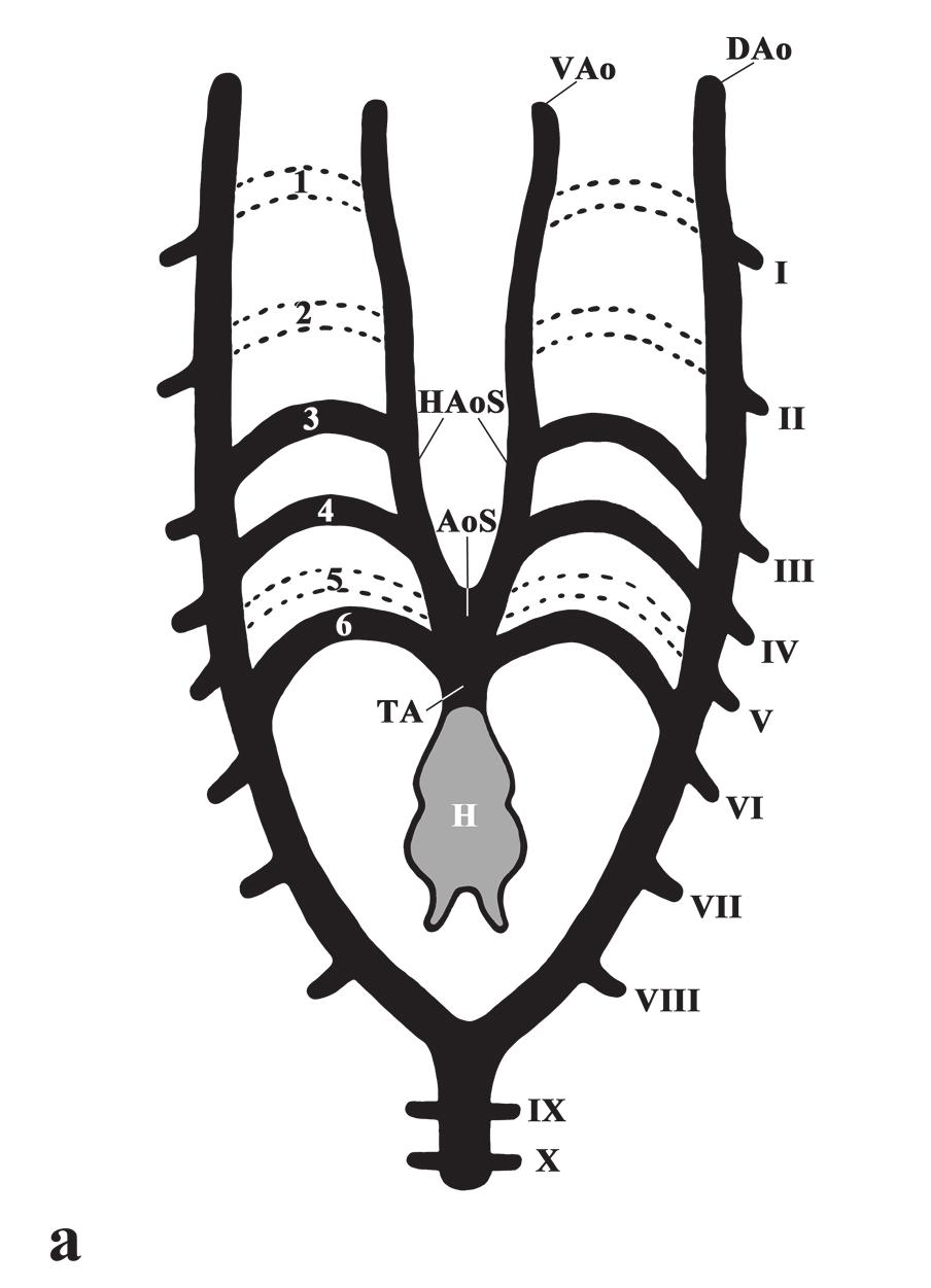 Folia Morphol., 2013, Vol. 72, No. 2 A B Figure 11. Embryonic development of the arterial system. A. Truncus arteriosus (TA), which leaves the heart (H), is continuous with the aortic sack (AoS) whose horns (HAoS) form the right and left ventral aortae (VAo).