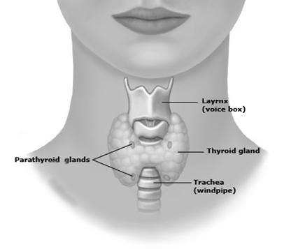 The thyroid is composed of follicles, surrounded by follicular and parafollicular cells (C-cells) (Figure 1B).