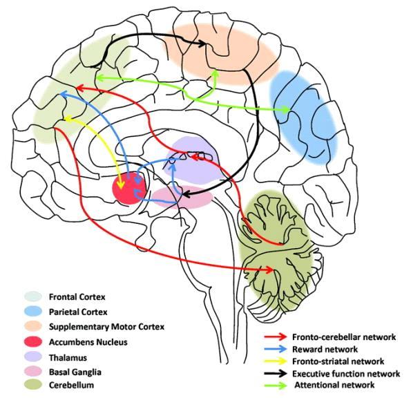 Figure 1. Neurobiology of attention deficit/hyperactivity disorder. Purper-Ouakil D; Ramoz N; Lepagnol-Bestel AM; Gorwood P; Simonneau M Pediatric Research. 69(5 Pt 2):69R-76R, 2011 May. DOI: 10.