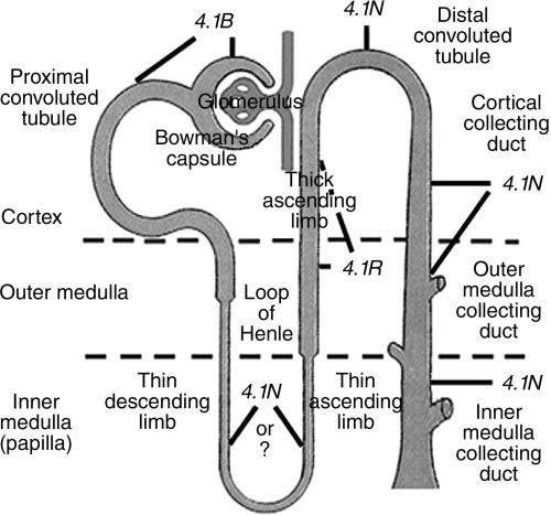 Henle s Loop U shaped structure that lies within the medulla. Responsible for water retention.