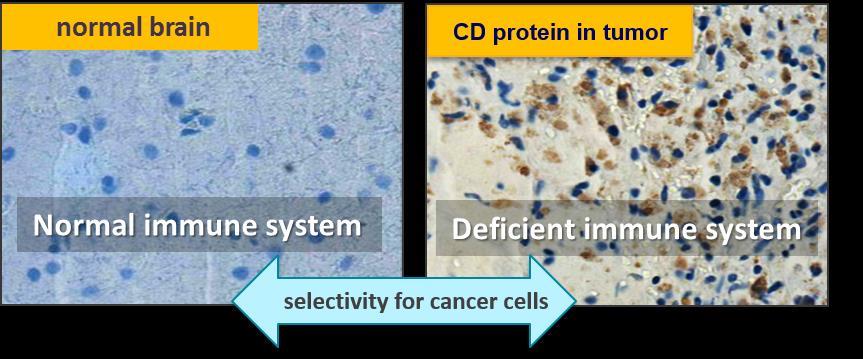 CD Proposed MOA: Tumor killing and anticancer immune