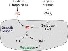 Pharmacodynamic Effect of Nitrates In general these drugs have to be bio-activated to