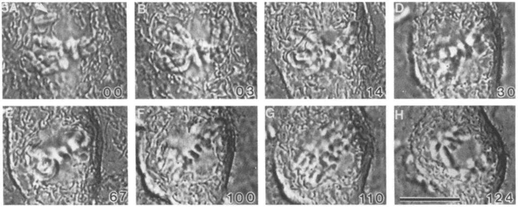Figure 5. Selected video frames from a DIC recording ofa metaphase cell treated with 0.6 nm Taxol immediately after the last monooriented chromosome (A, arrow) bioriented and congressed (B).